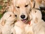 Pet Prayers: Mother golden labrador with her puppies