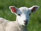 The Lord Is My Shepherd