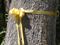 Tie a Yellow Ribbon
