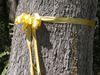 Tie a Yellow Ribbon