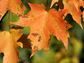 Samhain, Leaves Changing Color
