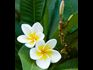 If Your Family Did Not Allow You to Bloom
