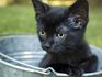 Black kitten sitting in a silver bucket