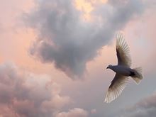 Dove in the Sky