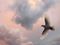 Dove in the Sky