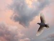 Dove in the Sky