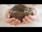 Empty Nest