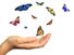 Releasing butterflies