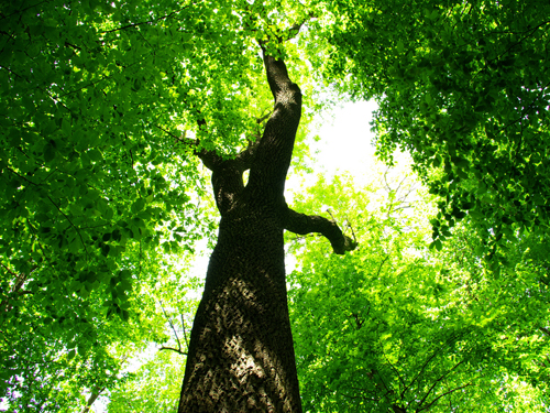 Slide Image