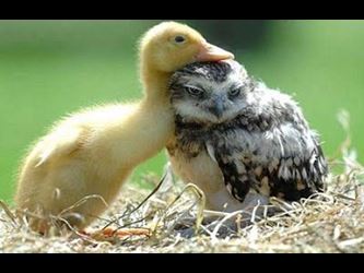Animals