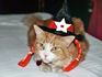 Halloween Cat Costume witch kitty