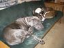 Two dogs sleeping