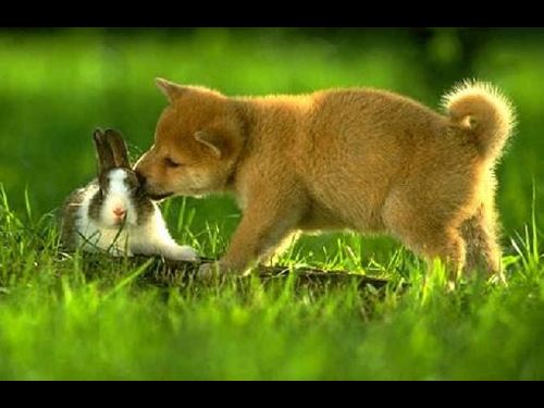 Animals