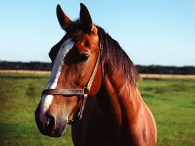 Brown horse