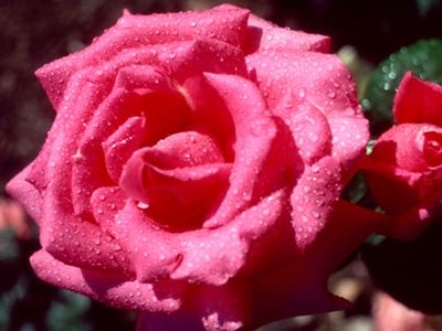 Raindrops on pink rose