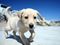 Yellow Labrador on beach
