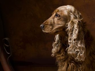 Pet Loss Meditations