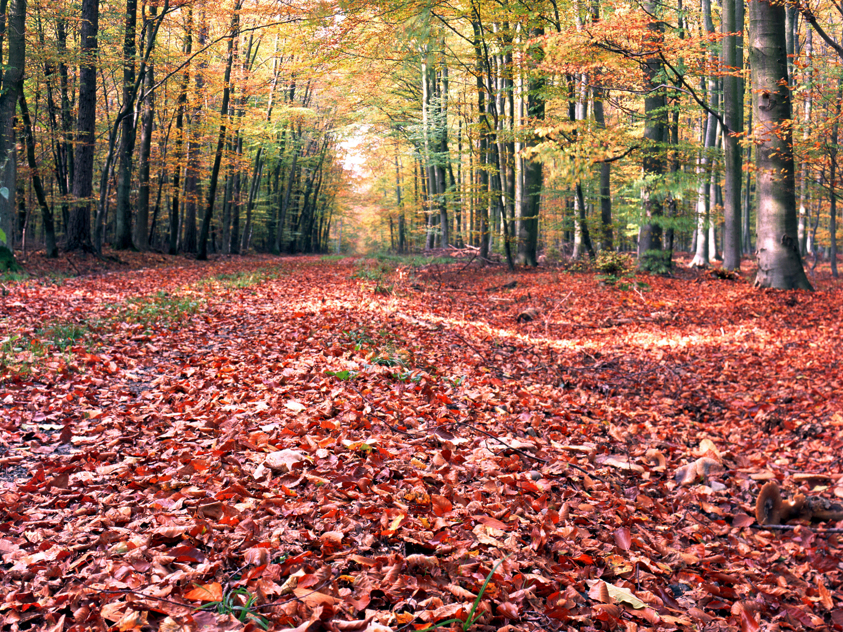 Slide Image