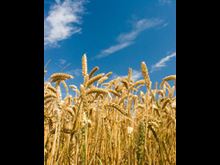 Reflect on the Origins of Your Food