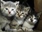 Pets-Three gray cats
