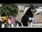 grave dog captain