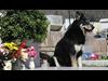 grave dog captain