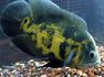 Allah's name on a fish