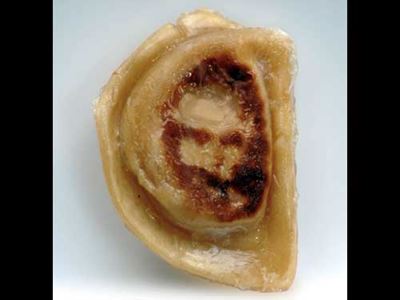 Pierogi Jesus - Look! It's Jesus! by Harry and Sandra Choron 