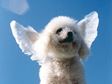 Pets-Angel Dog