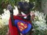 Superman Dog