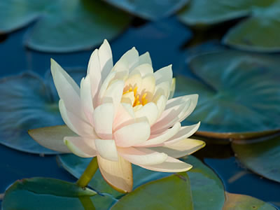 lotus flower