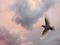 Flying dove