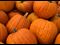 pumpkins