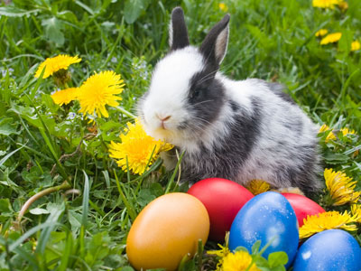 Bunny Easter Eggs