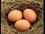 Fertility