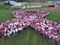 Ribbon of People