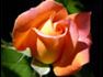 Orange rose