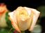 rose community