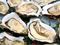 Oysters