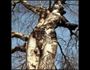 Tree Goddess