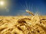 Lammas Wheat Field