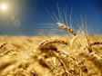 Lammas Wheat Field