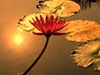 water lily reflected at sunset