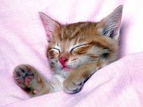 Cute Cat Pictures