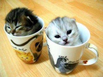 Cute Cat Pictures