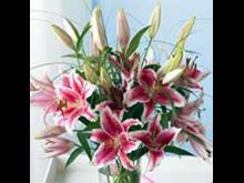 Organiz Flowers