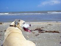 Your Inspiring Dead Pets-Sadey