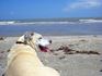Your Inspiring Dead Pets-Sadey