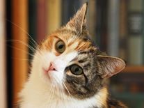 Calico cat