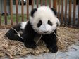 Adorable Baby Animals